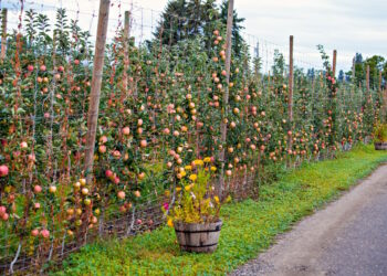 jablon kolumnowa charakterystyka