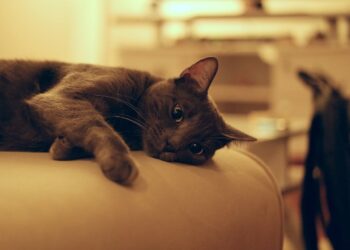 danie o dobrostan zwierzat